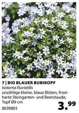 Dehner bio blauer bubikopf isotoma fluviatilis Angebot