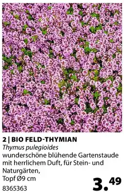Dehner Bio feld-thymian thymus pulegioides Angebot
