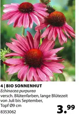 Dehner Bio sonnenhut echinacea purpurea Angebot