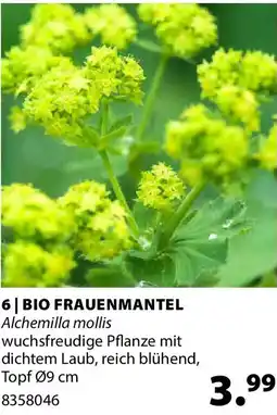 Dehner Bio frauenmantel alchemilla mollis Angebot