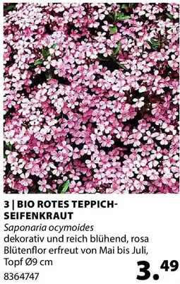 Dehner Bio rotes teppich- seifenkraut Angebot