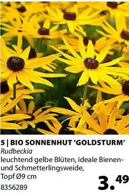 Dehner Bio sonnenhut 'goldsturm' rudbeckia Angebot