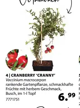 Dehner cranberry cranny Angebot