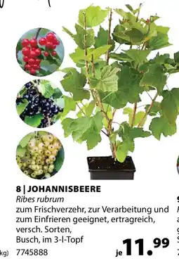 Dehner Johannisbeere ribes rubrum Angebot