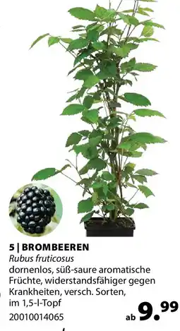 Dehner Brombeeren rubus fruticosus Angebot