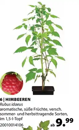 Dehner Himbeeren rubus idaeus Angebot