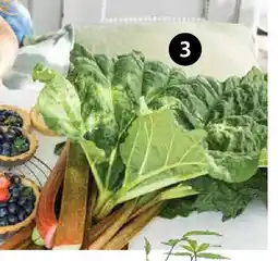 Dehner Himbeer-rhabarber frambosen Angebot