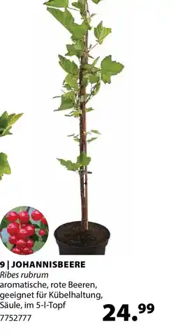 Dehner Johannisbeere ribes rubrum Angebot
