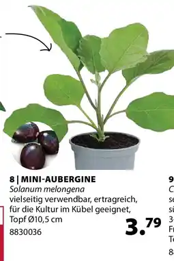 Dehner Mini-aubergine solanum melongena Angebot