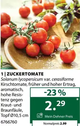 Dehner Zuckertomate Angebot