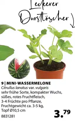 Dehner Mini-wassermelone Angebot