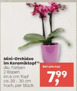 ADEG Mini-Orchidee im Keramiktopf Angebot