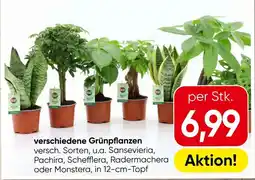 Eurospar verschiedene Grünpflanzen Angebot