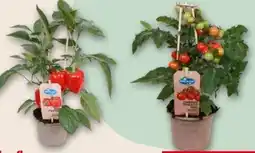 Interspar Pick & Joy Paprikapflanze Angebot
