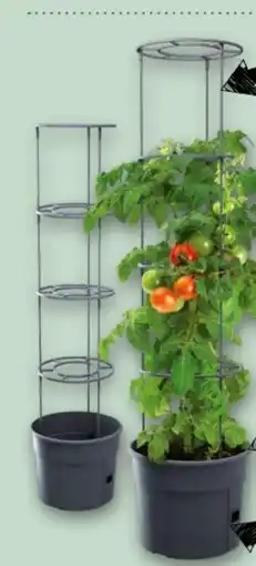 Interspar Tomatentopf Angebot