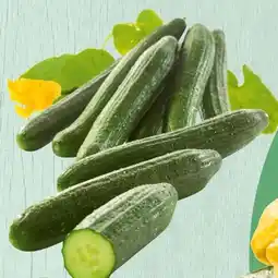 Spar Spar Gurken Angebot