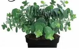 Dehner Dehner Eukalyptus Angebot