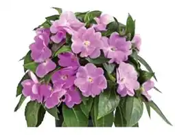 Dehner Dehner Edellieschen Angebot