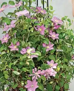 Dehner Dehner Waldrebe Clematis-Hybride Angebot