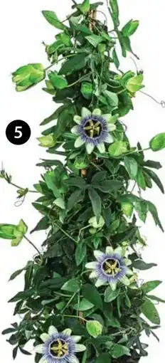 Dehner Dehner Passionsblume Angebot