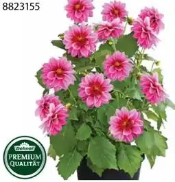 Dehner Dehner Premium Dahlie Angebot