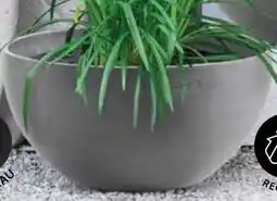 Dehner Ecopots Pflanzschale Brussels Angebot