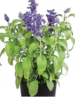 Dehner Dehner Mehlsalbei Angebot