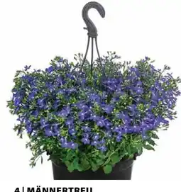 Dehner Dehner Männertreu Angebot