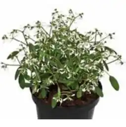 Dehner Dehner Zauberschnee Diamond Frost Angebot