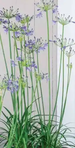 Dehner Dehner Schmucklilie Angebot