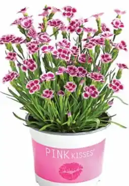 Dehner Gartennelke Pink Kisses Angebot