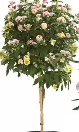 Dehner Dehner Wandelröschen Angebot