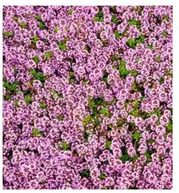 Dehner Dehner Bio Feld-Thymian Angebot