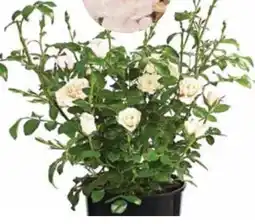 Dehner Dehner Bodendeckerrose Crystal Fairy Angebot