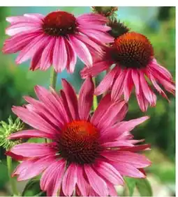 Dehner Dehner Bio Sonnenhut Angebot