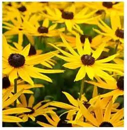 Dehner Dehner Bio Sonnenhut Goldsturm Angebot