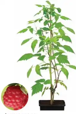 Dehner Dehner Himbeere Sugana TwoTimer Angebot