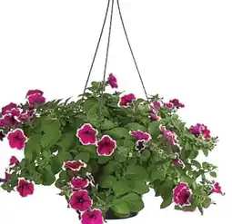 Dehner Dehner Hängepetunie Picotee Angebot