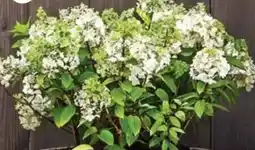 Dehner Dehner Marken Qualität Rispenhortensie Limelight Angebot