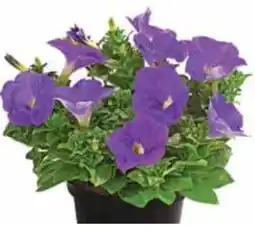 Dehner Dehner Hängepetunie Angebot