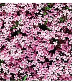 Dehner Dehner Bio Rotes Teppich-Seifenkraut Angebot