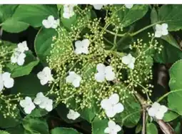 Dehner Dehner Kletter-Hortensie Angebot