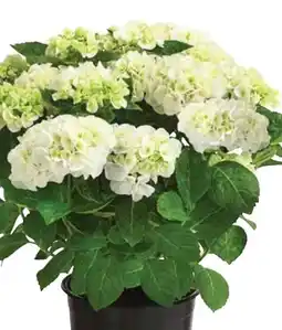 Dehner Dehner Bauern-Hortensie Angebot