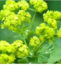 Dehner Dehner Bio Frauenmantel Angebot