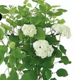 Dehner Dehner Marken Qualität Schneeball-Hortensie Annabelle Angebot