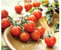 Dehner Dehner Zuckertomate Angebot