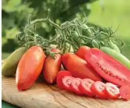 Dehner Dehner San-Marzano Tomate Angebot