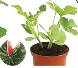 Dehner Dehner Mini-Wassermelone Angebot