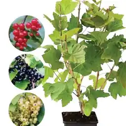 Dehner Dehner Johannisbeere Angebot