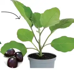 Dehner Dehner Mini-Aubergine Angebot